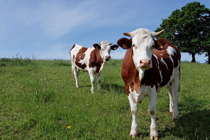 visite de ferme big