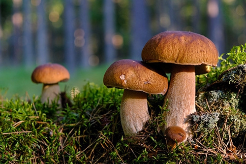 association mycologique