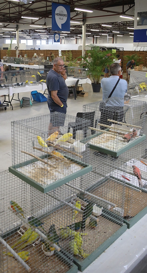 Bourse aux oiseaux et championnats une