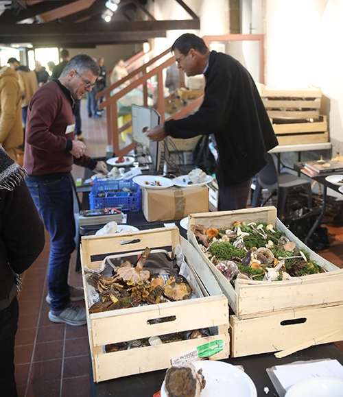 Exposition de champignon ok