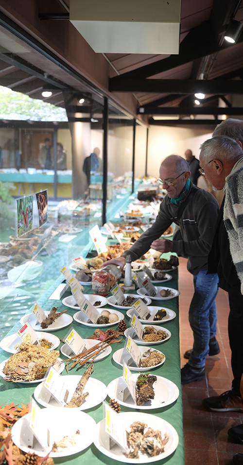 Exposition de champignon une