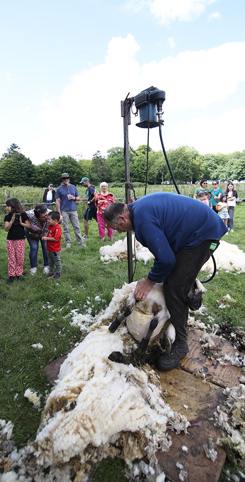 Tonte de moutons boistissandeau (22) copie