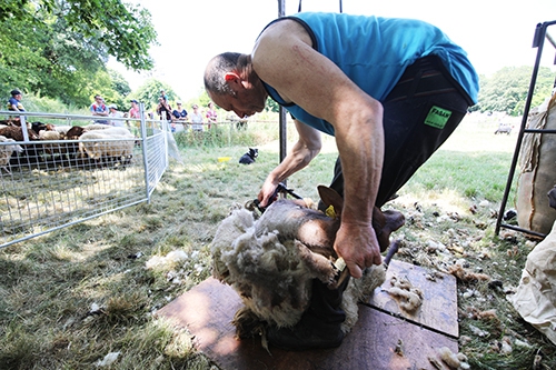 Tonte de moutons Boistissandeau (46) copie