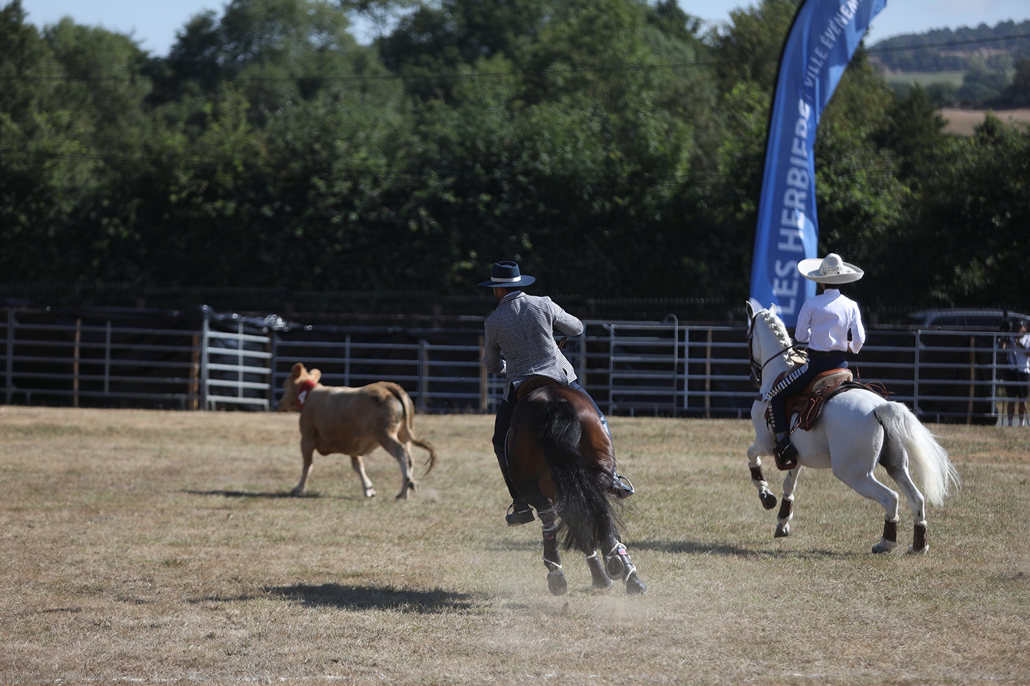 working équitation copie