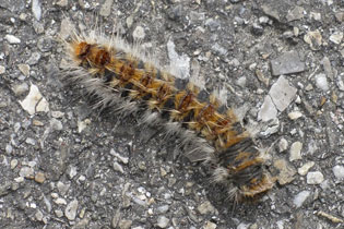 chenille